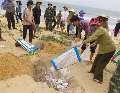 Ngư dân xã Đức Trạch, huyện Bố Trạch (tỉnh Quảng Bình) cùng lực lượng biên phong thu gom, chôn lấp cá chết do ô nhiễm môi trường trôi dạt vào bờ. Ảnh: Võ Dung- TTXVN