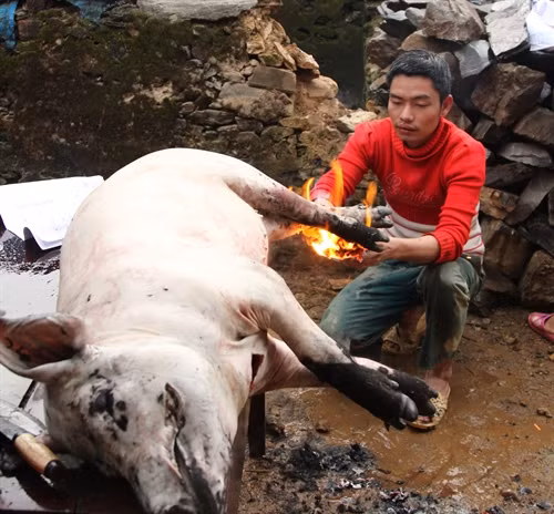 Người Hà Nhì mổ lợn ăn Tết.
