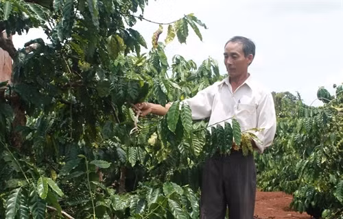 Cựu chiến binh Vũ Ngọc Nhanh (xã Quảng Hiệp) chăm sóc vườn cà phê. Nguồn ảnh: tintaynguyen.com