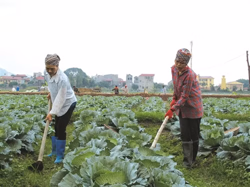 Đa số các cánh đồng mẫu ở tỉnh Bắc Giang đều đem lại hiệu quả kinh tế cao hơn so với sản xuất nông nghiệp đại trà từ 20% trở lên