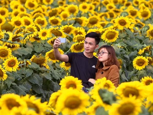 Cánh đồng hoa hướng dương trở thành điểm đến lý tưởng của các cặp đôi.