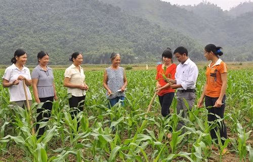 Cán bộ khuyến nông xã Côn Lôn, Na Hang hướng dẫn trồng ngô vụ đông nâng cao thu nhập.
