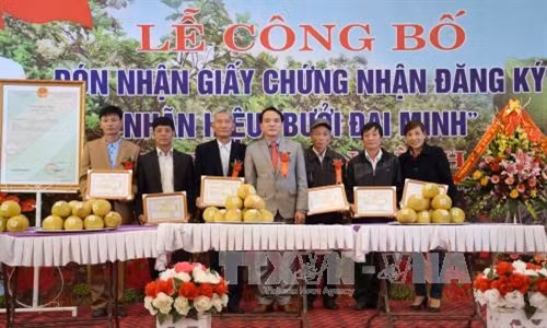Trao Giấy chứng nhận quyền sử dụng nhãn hiệu bưởi Đại Minh cho các đơn vị: Thế Duyệt – TTXVN