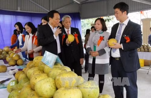 Ông Nguyễn Văn Khánh, Phó Chủ tịch UBND tỉnh Yên Bái giới thiệu với du khách về bưởi Đại Minh tại buổi lễ. Ảnh: Thế Duyệt – TTXVN