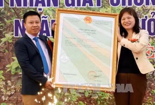 Đại diện Cục Sở hữu trí tuệ (bên phải) trao Giấy Chứng nhận nhãn hiệu bưởi Đại Minh cho đại diện UBND huyện Yên Bình. Ảnh: Thế Duyệt – TTXVN