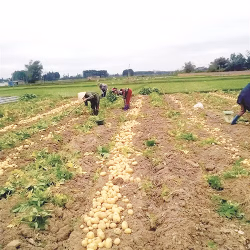 Cánh đồng mẫu sản xuất khoai tây chế biến của huyện Yên Dũng