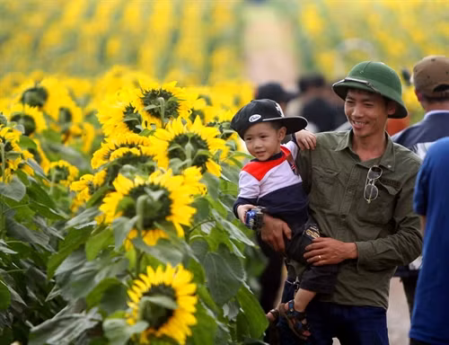 Những cánh hoa với màu vàng khoe sắc vươn về hướng mặt trời đã thật sự thỏa sức khám phá, lay động mọi du khách.