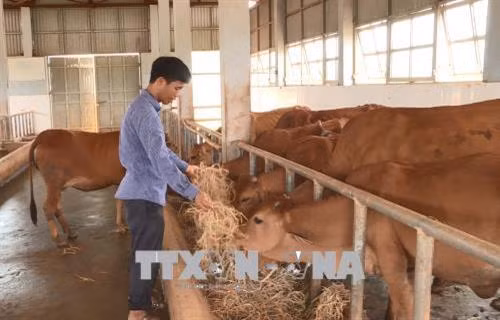Thạc sỹ trẻ Tạ Quang Tưởng thực hiện đề tài cải thiện tầm vóc đàn bò tại huyện Thạch Thành tỉnh Thanh Hóa. Ảnh: Trịnh Duy Hưng-TTXVN