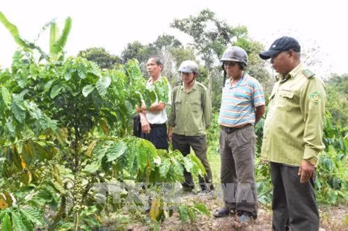 Rừng phòng hộ đầu nguồn thuộc tiểu khu 323, xã Ea Tam, huyện Krông Năng (Đắk Lắk) bị lấn chiếm trồng cây cà phê. Ảnh: Tuấn Anh – TTXVN