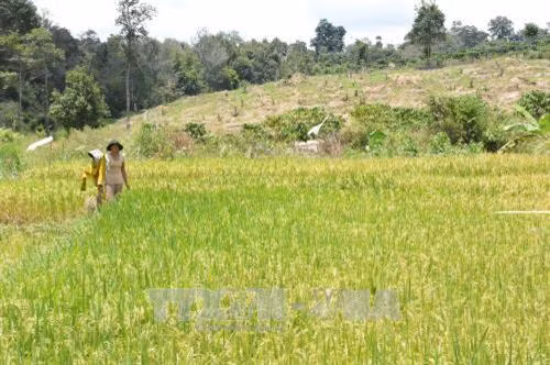 Rừng phòng hộ đầu nguồn thuộc tiểu khu 323, xã Ea Tam, huyện Krông Năng (Đắk Lắk) bị lấn chiếm trồng lúa nước. Ảnh: Tuấn Anh - TTXVN