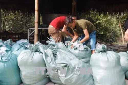 Măng tre Bát độ sau khi thu hoạch sẽ được đưa về sơ chế để đóng gói. Ảnh: Việt Dũng - TTXVN