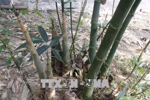 Măng tre Bát Độ có củ to, năng suất cao hơn rất nhiều lần so với loại măng tre khác. Ảnh: Việt Dũng - TTXVN
