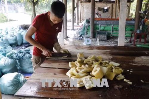 Măng tre Bát độ sau khi thu hoạch sẽ được đưa về sơ chế để đóng gói. Ảnh: Việt Dũng - TTXVN
