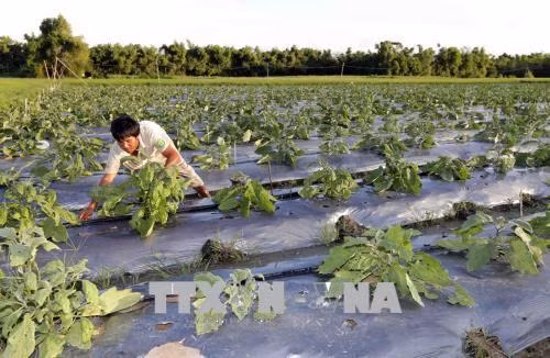 Gia đình anh Thạch Hoài Phong và chị Lê Thị Ngọc Rạng, dân tộc Khmer, huyện Cầu Ngang được vay vốn ưu đãi để cải tạo đất trồng lúa kém hiệu quả sang trồng màu, cho hiệu quả kinh tế cao. Ảnh: Trần Việt - TTXVN