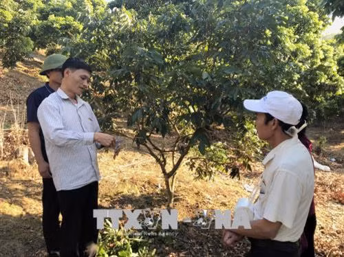 Cán bộ khuyến nông hướng dẫn người dân huyện Sông Mã kỹ thuật ghép mắt nhãn. Ảnh: Hữu Quyết - TTXVN