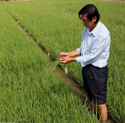 Tiến sĩ Trần Tấn Phương và các cộng sự đã lai tạo thành công hàng chục giống lúa thơm ST nổi tiếng chất lượng cao, được thị trường trong và ngoài nước ưa chuộng.