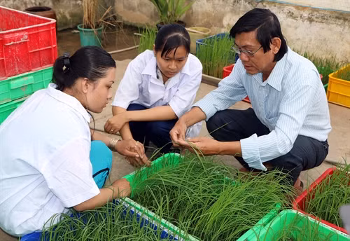 Tiến sĩ Trần Tấn Phương và các cộng sự kiểm tra độ sinh trưởng của những giống lua mới đặc sản