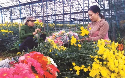 Thu hoạch hoa ở vùng cao Kon Plông.