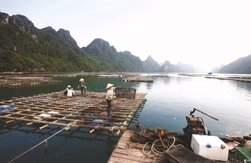 Vùng biển Vân Đồn thích hợp để nuôi các loại nhuyễn thể