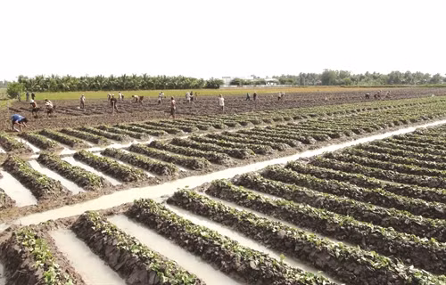 Khoai lang là loại cây dễ trồng, đầu tư ít nhưng mang lại giá trị kinh tế khá cao