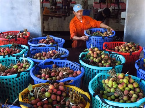 Công đoạn sơ chế vải trước khi tiêu thụ .
