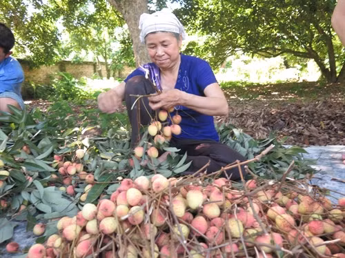 Nông dân xã Thanh Bính phấn khởi vì vải sớm được mùa, được giá.
