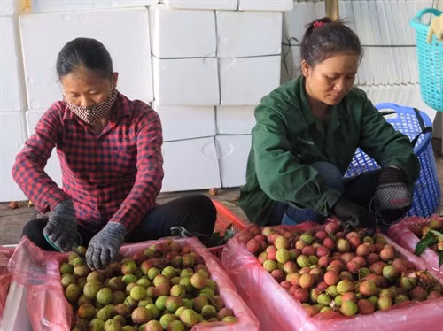 Công đoạn sơ chế vải trước khi tiêu thụ tại nhà xưởng tại Công ty TNHH Hưng Việt (xã Gia Tân, huyện Gia Lộc).