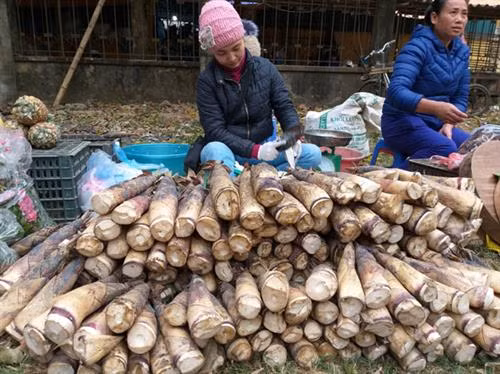 Măng vầu - nguyên liệu để làm nên món nem măng.