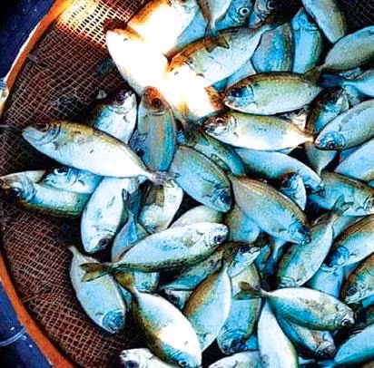 Độc đáo bánh khoái nhân cá kình ảnh 1