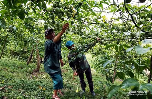 Nằm trên đỉnh núi Huồi Cọ, là bản của 100% người Mông này với 46 hộ dân, hơn 300 nhân khẩu. Nơi đây chưa có điện, chưa có đường bê tông, sóng điện thoại chập chờn và trường học vẫn đang là trường tạm. Ảnh: Hồ Phương Từ QL 16 lên với bản Huồi Cọ chỉ khoảng 3 km, tuy nhiên, trên quãng đường này ta sẽ phải vượt qua khá nhiều những cái hào được người dân tạo nên với mục đích ngăn trâu bò vào khu vực sản xuất. Ảnh: Hồ Phương Những mái nhà sa mu thâm nâu ẩn hiện giữa trập trùng xanh núi. Ảnh: Đào Thọ Những con đường trong bản được xếp từ những viên đá núi được người dân kỳ công mang về sắp đặt. Ảnh: Hồ Phương Dân bản vẫn giữ nhiều phong tục cổ xưa của dân tộc Mông như: tục giải hạn, tục mừng thọ... Những "vật thiêng" đơn giản của những lễ tục này vẫn thường được gắn trên vách, tường nhà. Ảnh: Đào Thọ Chiếc khèn vẫn gắn bó mật thiết với người Mông của bản Huồi Cọ. Ảnh: Hồ Phương Những chiếc giá để sản xuất giấy phong tục của người Mông được cất giữ cẩn thận để chờ đến vụ sẽ mang ra làm. Ảnh: Hồ Phương Gian bếp truyền thống của người Mông ở Huồi Cọ. Đến mùa đông, người trong gia đình sẽ quây quần bên trong gian bếp để sưởi ấm và hàn huyên. Điều đặc biệt, đây là bản trong số ít bản của người Mông có thói quen làm ghế mây để ngồi. Ảnh Đào Thọ Những vật dụng được gắn trên lưng những con ngựa để thồ hàng giờ đây được giữ lại làm vật lưu niệm. Trong những năm gần đây người dân bản Huồi Cọ không còn nuôi ngựa nữa. Ảnh: Hồ Phương Quả đào chín là đặc sản của người dân Huồi Cọ để tiếp khách trong những ngày tháng 7. Ảnh: Đào Thọ Cư dân bản Huồi Cọ ở trên độ cao từ 1200 đến gần 1500 m, đây là một trong những khu dân cư ở độ cao nhất Đông Dương hiện nay. Ảnh: Hồ Phương Hai người đàn ông của bản đang bào gỗ để làm những tấm ván thưng ngôi nhà cho gia đình mình. Ảnh: Đào Thọ Chanh leo đã bén duyên với người dân bản Huồi Cọ từ năm 2016. Hiện nay, đây là cây trồng chủ lực của đồng bào trên đỉnh núi cao này. Ảnh: Hồ Phương Một em nhỏ giúp bố mẹ thu hái chanh leo. Ảnh: Đào Thọ Một em nhỏ được mẹ địu lên nương rẫy. Ảnh: Hồ Phương Khu chăn nuôi tổng hợp của một gia đình ở bản Huồi Cọ. Ngoài những ngôi nhà thì các công trình khác cũng chủ yếu được làm bằng gỗ. Ảnh: Đào Thọ Mùa xuân đến hay những dịp hội bản, nam nữ trong bản thường tổ chức ném pao, thổi khèn cho nhau nghe. Ảnh: Hồ Phương Từ trên đỉnh núi nhìn xuống, nhìn rõ những thửa ruộng bậc thang, và QL 16 như sợi chỉ vắt qua từng con núi cheo leo. Ảnh: Hồ Phương
