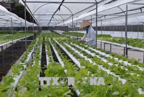 Anh Nguyễn Phú Việt Cường ở xã Mỹ Hiệp, huyện Cao Lãnh, tỉnh Đồng Tháp đã đầu tư gần 2,2 tỷ đồng trồng rau an toàn theo hướng thuỷ canh trên diện tích 3.000m2. Ảnh: Chương Đài - TTXVN