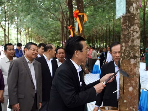 Đại sứ nước ta tại Campuchia Thạch Dư thực hiện nghi thức tại lễ mở miệng cao su (cạo khai thác lần đầu mủ cao su)