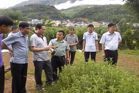 Ban Dân tộc tỉnh Nghệ An khảo sát vùng nguyên liệu Táo mèo tại tỉnh Sơn La
