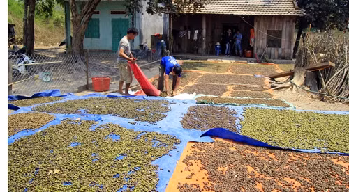 Người dân phơi ươi