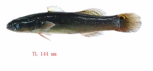 Cá bống bớp - Bostrichthys sinensis