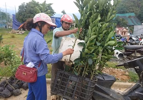 Người dân nhận giống cây ăn quả về trồng. Ảnh: Quang Duy – TTXVN