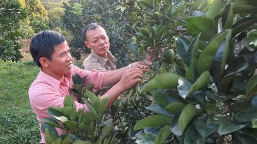 Cán bộ khuyến nông tỉnh hướng dẫn nông dân chăm sóc cây ăn quả. Ảnh: Quang Duy – TTXVN