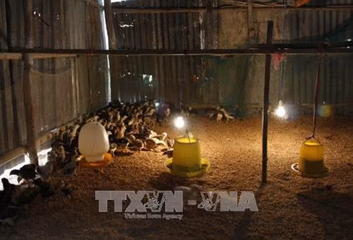 Hộ chăn nuôi sử dụng đèn để giữ ấm cho đàn gia cầm. Ảnh: Hồng Thái - TTXVN