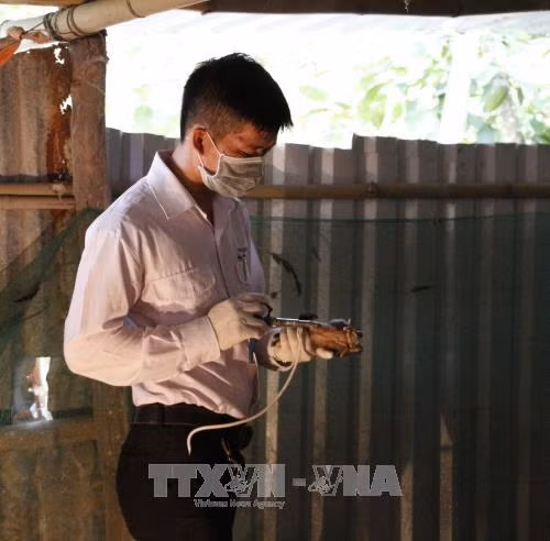 Lực lượng thú y tiêm phòng cho gia cầm. Ảnh: Hồng Thái – TTXVN