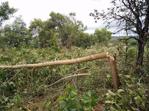 Lực lượng công an vào cuộc để điều tra, truy tìm đối tượng đã tự ý trồng hàng trăm cây gòn, cây keo trên nguồn đất công của xã Đắk Búk So. Ảnh: Anh Dũng - TTXVN