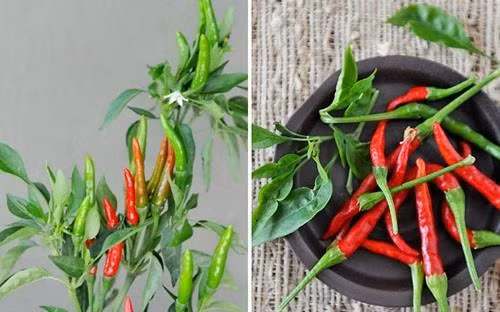 Thu hoạch thành quả của mình thôi nào