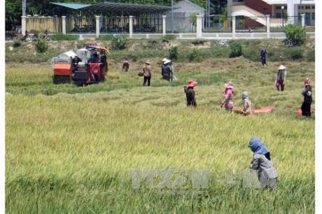 Nông dân An Giang đang thu hoạch vụ lúa hè thu. Ảnh: TTXVN