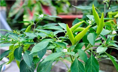 Ớt là loại gia vị không thể thiếu trong bếp của mỗi gia đình, nó chưa nhiều vitamin A rất bổ cho mắt.