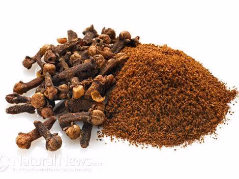 Cây đinh hương dùng khi đau yếu ảnh 1