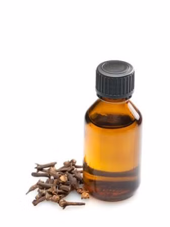 Cây đinh hương dùng khi đau yếu ảnh 3