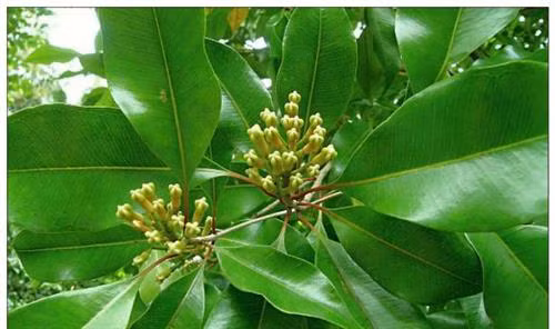 Cây đinh hương dùng khi đau yếu ảnh 2