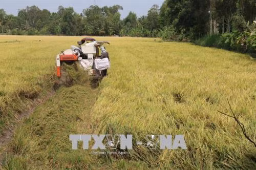 Thu hoạch lúa Đông Xuân ở huyện Cai Lậy. Ảnh: Minh Trí-TTXVN