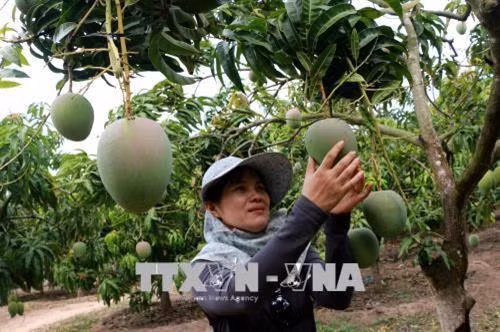 Xoài Úc của lão nông Trần Văn Thơ được khách hàng đặt mua để xuất khẩu. Ảnh: Dương Chí Tưởng - TTXVN