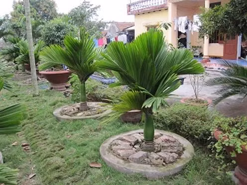 Trồng cây cau lùn mang may mắn, phát tài cho gia chủ. Ảnh: vietq.vn