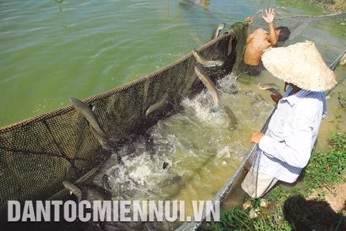 Cá lóc nuôi từ 6 - 8 tháng là có thể cho thu hoạch